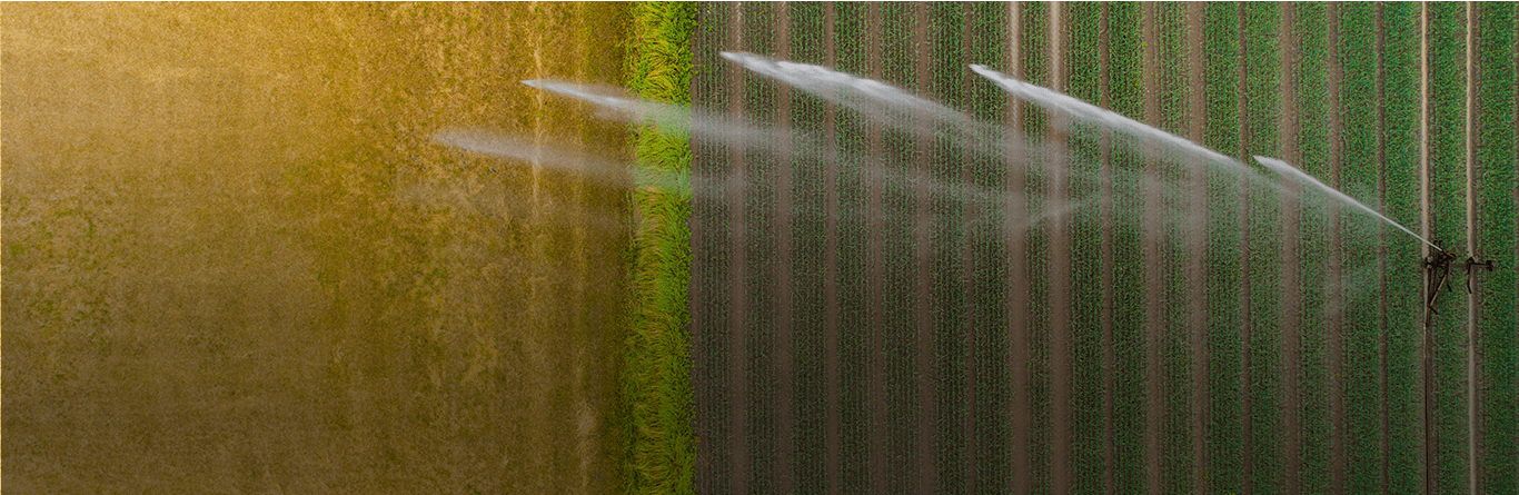 Irrigation sprinklers watering a field
